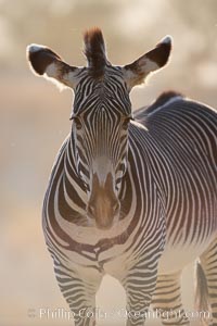 Grevys zebra, Equus grevyi