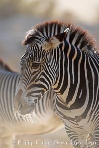 Grevys zebra, Equus grevyi