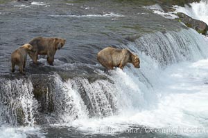 Brown bear (grizzly bear), Ursus arctos, Brooks River, Katmai National Park, Alaska