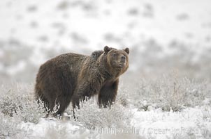 Grizzly bear in snow, Ursus arctos horribilis, Lamar Valley, Yellowstone National Park, Wyoming