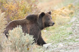 Grizzly bear peers around a sage bush, Ursus arctos horribilis, Lamar Valley, Yellowstone National Park, Wyoming