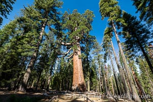 The Grizzly Giant Sequoia Tree in Yosemite. Giant sequoia trees (Sequoiadendron giganteum), roots spreading outward at the base of each massive tree, rise from the shaded forest floor. Mariposa Grove, Yosemite National Park
