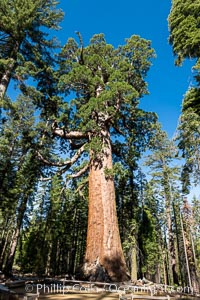 The Grizzly Giant Sequoia Tree in Yosemite. Giant sequoia trees (Sequoiadendron giganteum), roots spreading outward at the base of each massive tree, rise from the shaded forest floor. Mariposa Grove, Yosemite National Park