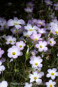 Ground pink blooms in spring, Batiquitos Lagoon, Carlsbad, Linanthus dianthiflorus