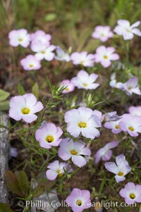 Ground pink blooms in spring, Batiquitos Lagoon, Carlsbad, Linanthus dianthiflorus