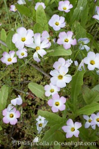 Ground pink blooms in spring, Batiquitos Lagoon, Carlsbad, Linanthus dianthiflorus