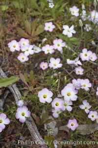 Ground pink blooms in spring, Batiquitos Lagoon, Carlsbad, Linanthus dianthiflorus