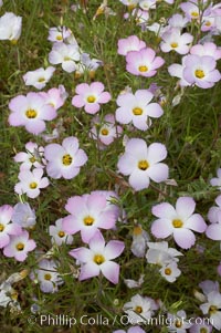 Ground pink blooms in spring, Batiquitos Lagoon, Carlsbad, Linanthus dianthiflorus