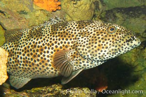 Unidentified grouper