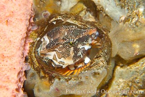 Grunt sculpin poised in a barnacle shell.  Grunt sculpin have evolved into its strange shape to fit within a giant barnacle shell perfectly, using the shell to protect its eggs and itself, Rhamphocottus richardsoni