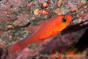 Guadalupe cardinalfish, Apogon guadalupensis, Guadalupe Island (Isla Guadalupe)