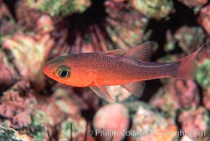 Guadalupe cardinalfish, Apogon guadalupensis, Guadalupe Island (Isla Guadalupe)