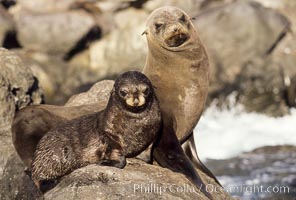 Guadalupe fur seals, mother and pup, Guadalupe Island, California, Arctocephalus townsendi, Guadalupe Island (Isla Guadalupe)