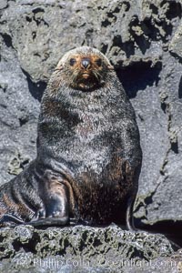 Guadalupe fur seal, adult male in territorial posture, Arctocephalus townsendi, Guadalupe Island (Isla Guadalupe)