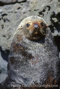Adult male Guadalupe fur seal, Arctocephalus townsendi, Guadalupe Island (Isla Guadalupe)