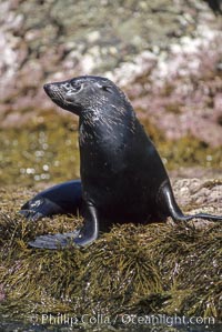 Guadalupe fur seal, Islas San Benito, Arctocephalus townsendi, San Benito Islands (Islas San Benito)