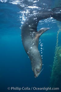 Guadalupe fur seal, Islas San Benito, Arctocephalus townsendi, San Benito Islands (Islas San Benito)