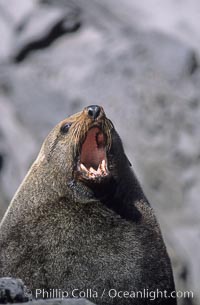 Guadalupe fur seal, adult male, Arctocephalus townsendi, Guadalupe Island (Isla Guadalupe)