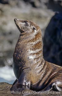 Guadalupe fur seal, bull, Arctocephalus townsendi, Guadalupe Island (Isla Guadalupe)