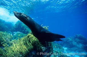 Guadalupe fur seal, Arctocephalus townsendi, Guadalupe Island (Isla Guadalupe)