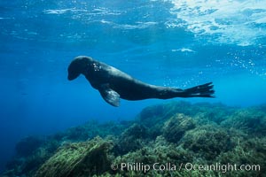 Guadalupe fur seal, Arctocephalus townsendi, Guadalupe Island (Isla Guadalupe)