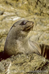 Guadalupe fur seal, San Benito Islands, Arctocephalus townsendi, San Benito Islands (Islas San Benito)
