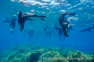 Guadalupe fur seals resting, Arctocephalus townsendi, Guadalupe Island (Isla Guadalupe)