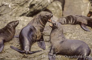 Guadalupe fur seals, two males fighting, Islas San Benito, Arctocephalus townsendi, San Benito Islands (Islas San Benito)