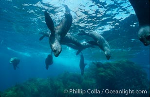 Guadalupe fur seal, Islas San Benito, Arctocephalus townsendi, San Benito Islands (Islas San Benito)