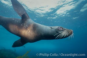 Guadalupe fur seal, Islas San Benito, Arctocephalus townsendi, San Benito Islands (Islas San Benito)