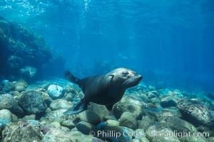 Guadalupe fur seal, Arctocephalus townsendi, Guadalupe Island (Isla Guadalupe)