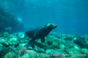 Guadalupe fur seal, Arctocephalus townsendi, Guadalupe Island (Isla Guadalupe)