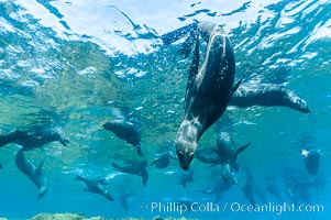 A group of juvenile and female Guadalupe fur seals rest and socialize over a shallow, kelp-covered reef.  During the summer mating season, a single adjult male will form a harem of females and continually patrol the underwater boundary of his territory, keeping the females near and intimidating other males from approaching, Arctocephalus townsendi, Guadalupe Island (Isla Guadalupe)