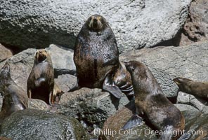 Guadalupe fur seal, Arctocephalus townsendi, Guadalupe Island (Isla Guadalupe)