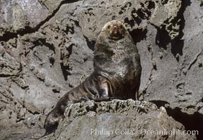 Guadalupe fur seal, Arctocephalus townsendi, Guadalupe Island (Isla Guadalupe)