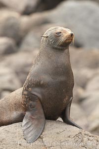 Guadalupe fur seal, hauled out upon volcanic rocks along the shoreline of Guadalupe Island, Arctocephalus townsendi, Guadalupe Island (Isla Guadalupe)