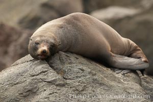 Guadalupe fur seal, hauled out upon volcanic rocks along the shoreline of Guadalupe Island, Arctocephalus townsendi, Guadalupe Island (Isla Guadalupe)