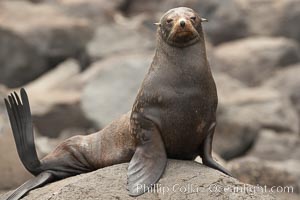 Guadalupe fur seal, hauled out upon volcanic rocks along the shoreline of Guadalupe Island, Arctocephalus townsendi, Guadalupe Island (Isla Guadalupe)