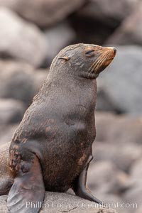 Guadalupe fur seal, hauled out upon volcanic rocks along the shoreline of Guadalupe Island, Arctocephalus townsendi, Guadalupe Island (Isla Guadalupe)