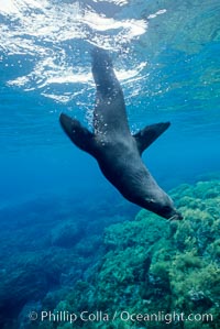Guadalupe fur seal, Arctocephalus townsendi, Guadalupe Island (Isla Guadalupe)