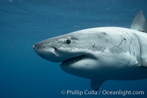 Great white shark, underwater, Carcharodon carcharias, Guadalupe Island (Isla Guadalupe)