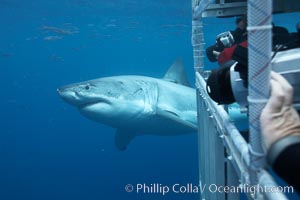 Great white shark passes by a shark cage as divers videotape and photograph the shark, Carcharodon carcharias, Guadalupe Island (Isla Guadalupe)