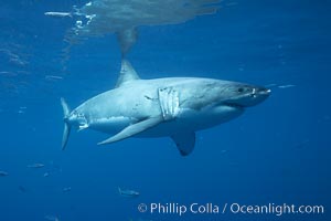 Great white shark, underwater, Carcharodon carcharias, Guadalupe Island (Isla Guadalupe)