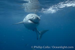 Great white shark, underwater, Carcharodon carcharias, Guadalupe Island (Isla Guadalupe)