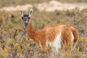 Guanaco, Lama guanicoe, Valdes Peninsula, Patagonia, Argentina, Puerto Piramides, Chubut