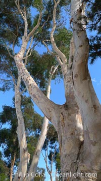 Eucalyptus tree, gum tree, Eucalyptus, Del Mar, California