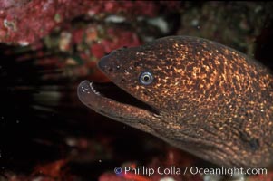 Moray eel, Gymnothorax mordax, San Clemente Island
