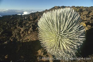 Haleakala silversword plant, endemic to the Haleakala volcano crater area above 6800 foot elevation, Argyroxiphium sandwicense macrocephalum, Maui