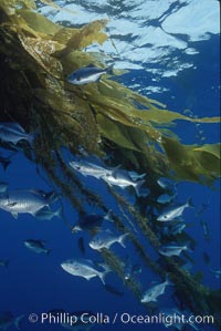 Half-moon perch, offshore drift kelp, Medialuna californiensis, San Diego, California