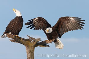 Two bald eagles on perch, one with wings spread as it has just landed and is adjusting its balance, the second with its head thrown back, calling vocalizing, Haliaeetus leucocephalus, Haliaeetus leucocephalus washingtoniensis, Kachemak Bay, Homer, Alaska